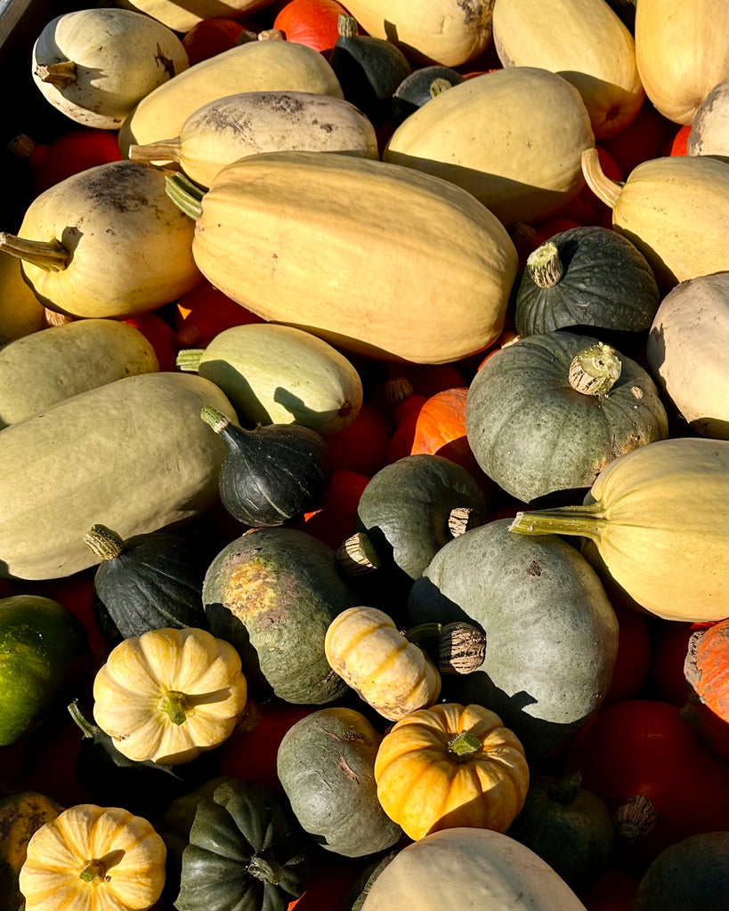 Bio Kürbis Mix