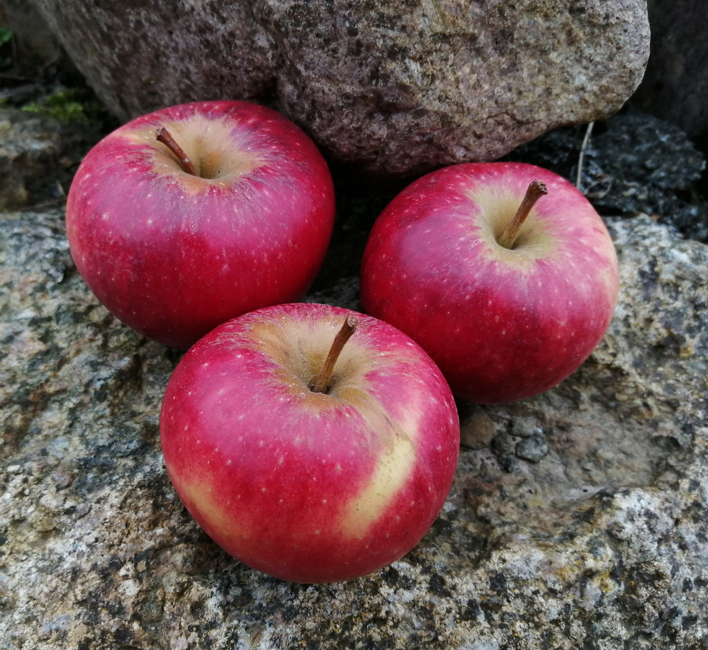 Apfel Santana