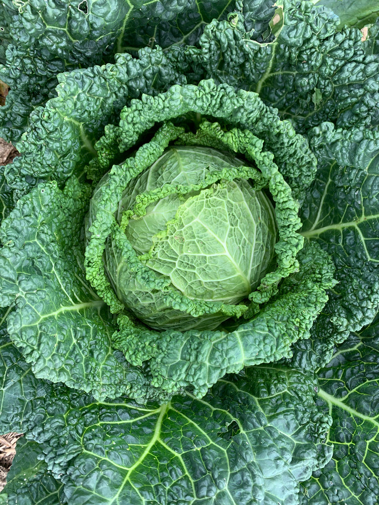 Bio Wirsingkohl