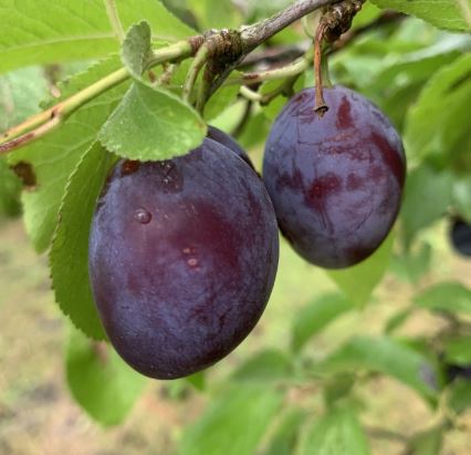 Zwetschgen, 5 kg