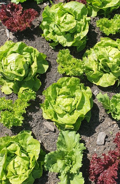 Kopfsalat