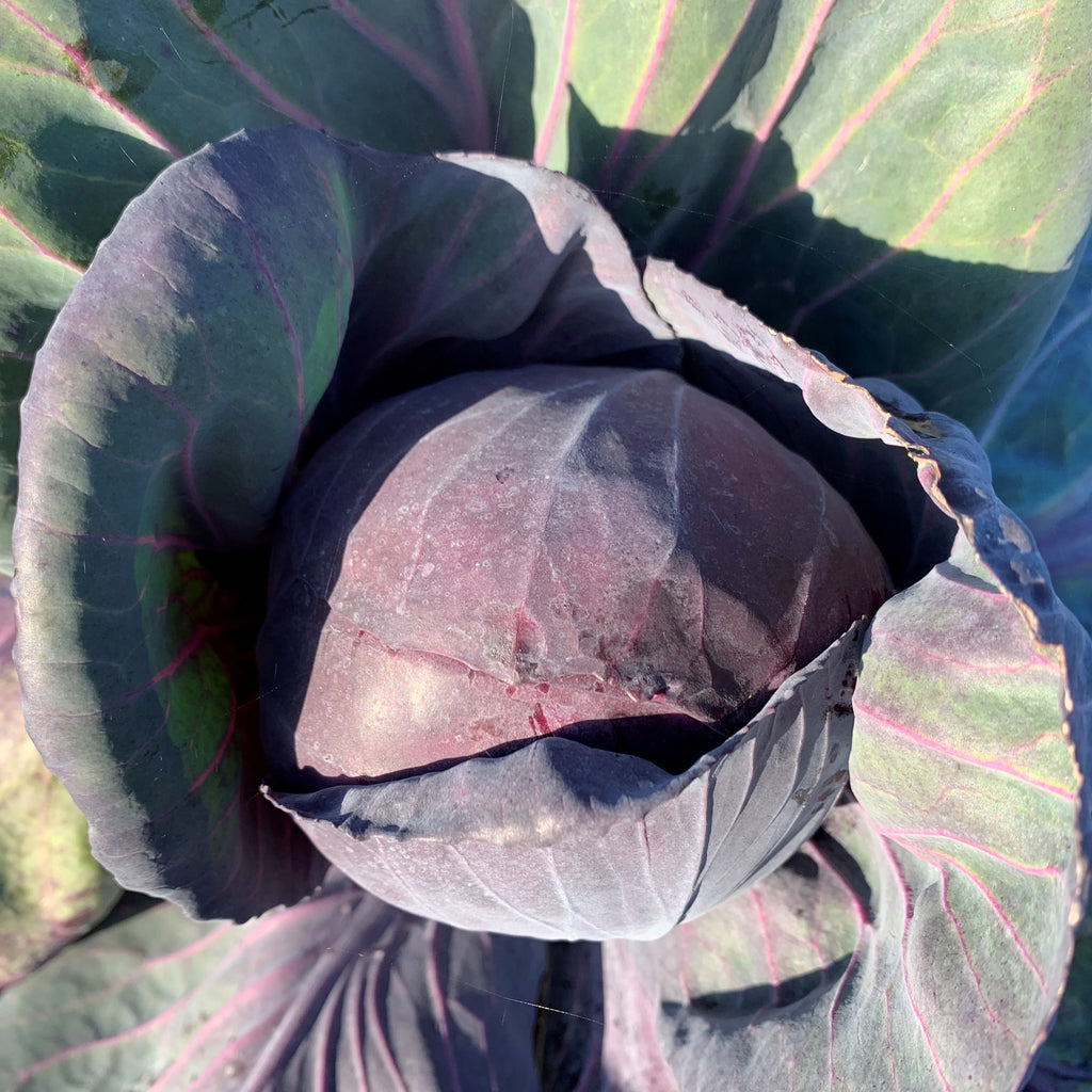 Rotkohl