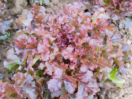 Eichblattsalat Red Salad Bowl