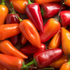 Spitzpaprika rot, orange