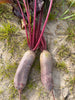 Bio Rote Bete Foniro