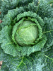 Bio Wirsingkohl