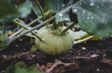 Kohlrabi 12 Stk.