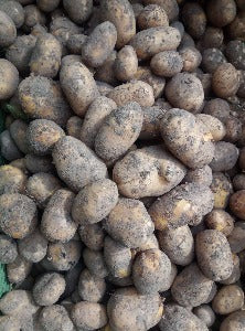 Bio Kartoffeln Sorte Linda 2,0 kg