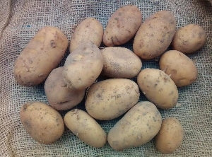 Bio Kartoffeln Sorte Goldmarie 12,5 kg