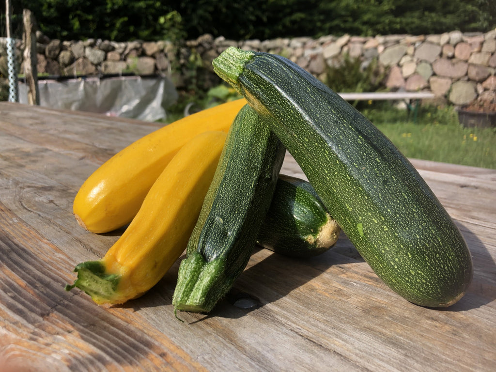 Zuccini Solora/ Zuboda