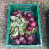 Rote Bete, 1 Bund