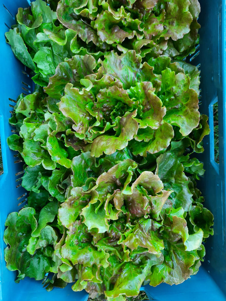 6 Salatköpfe, Batavia