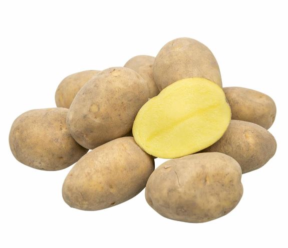 Kartoffeln Sorte Linda