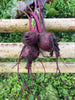 Rote Beete ( 5 bd.)