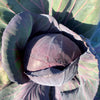 Rotkohl