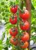 Tomaten Devotion