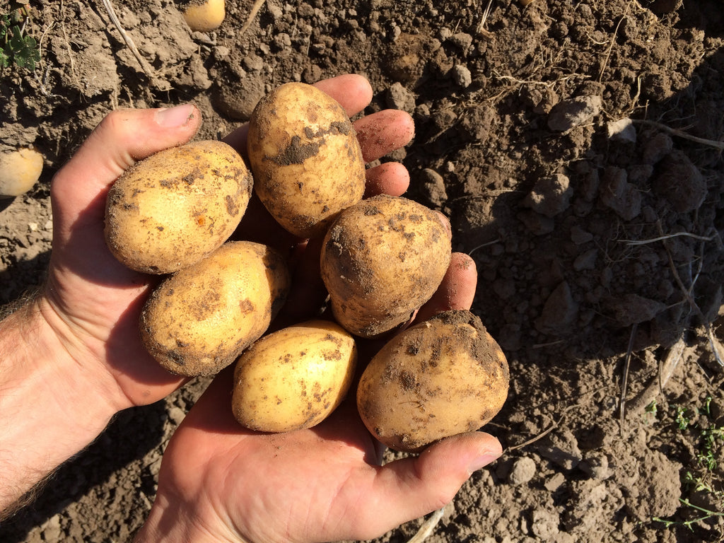 5 x 1kg Kartoffeln CILENLA (festk.) aus naturnahem Anbau in 1kg-Papiertüte