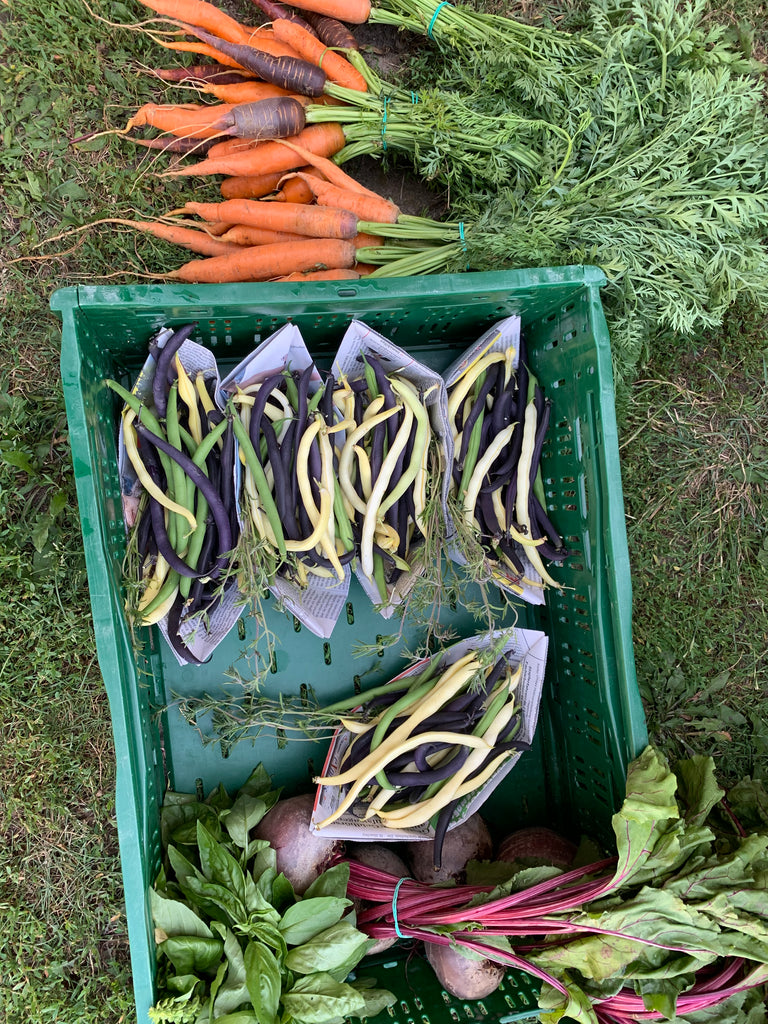 Buntgemischte Bohnen, 1 kg aus dem Freiland