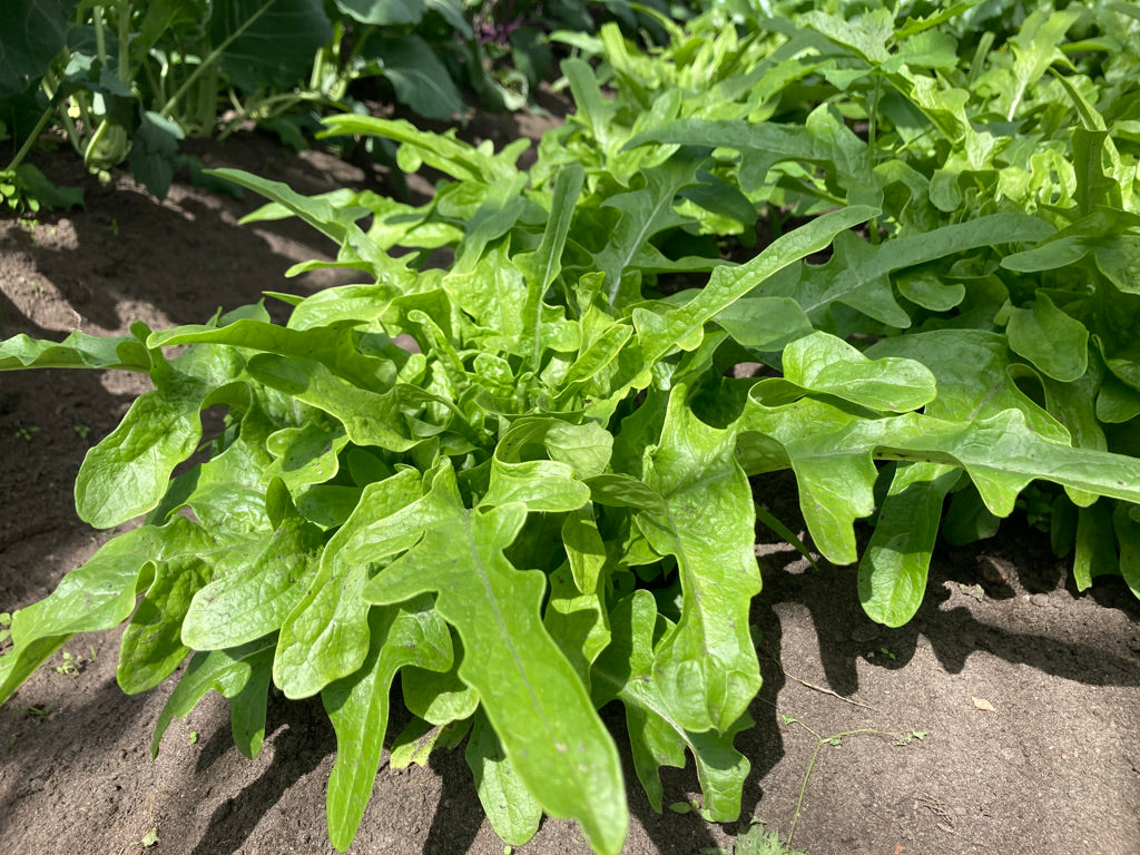 Kopfsalate - Eichblatt - grün (5 Stück)